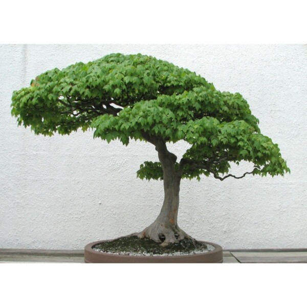 SAFLAX - Bonsai - Dreispitzahorn - 30 Samen - Acer buergerianum – Bild 8