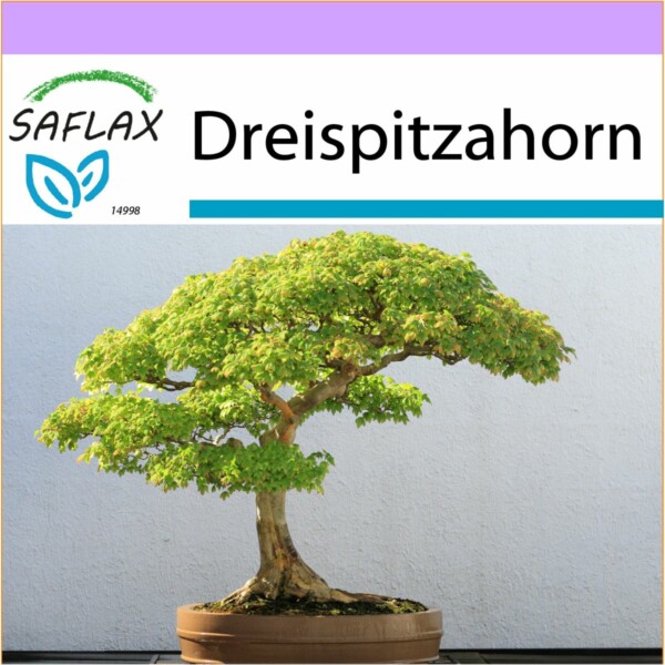 SAFLAX - Bonsai - Dreispitzahorn - 30 Samen - Acer buergerianum