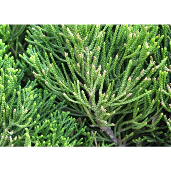 14999 47 Juniperus chinensis