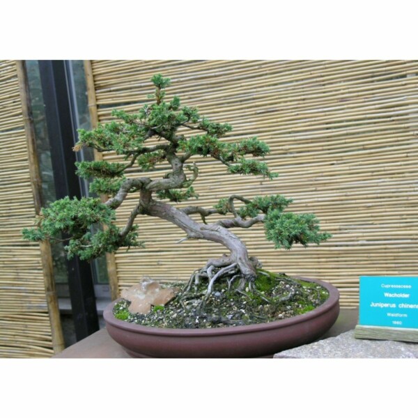 14999 57 Juniperus chinensis