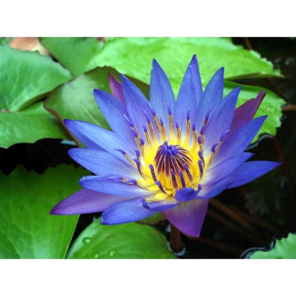 SAFLAX - Wasserpflanzen - Blaue Seerose - 15 Samen - Nymphaea nouchali var. Caerulea – Bild 3