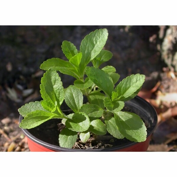 17502 34 Stevia rebaudiana