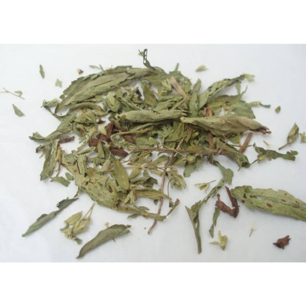 17502 35 Stevia rebaudiana