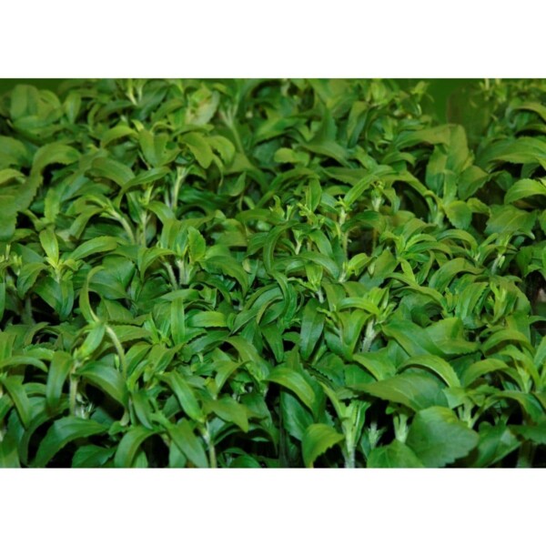 17502 37 Stevia rebaudiana