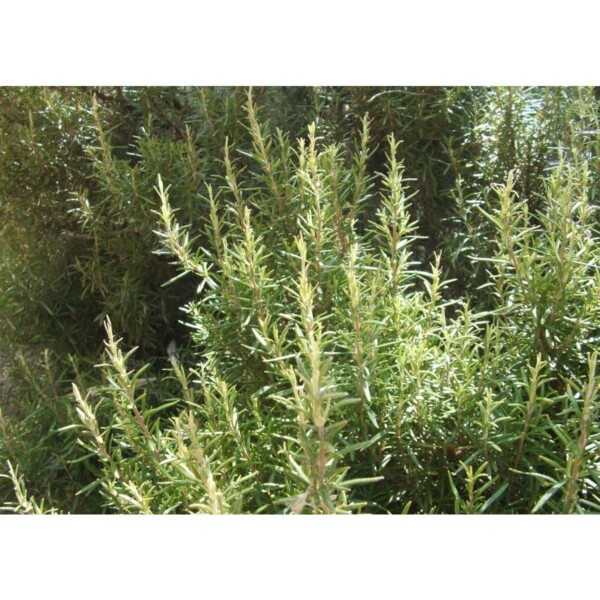 17520 36 Rosmarinus officinalis