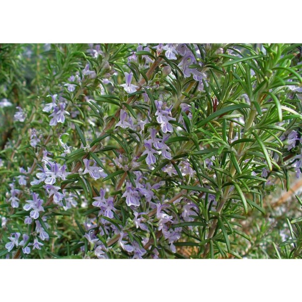 17520 44 Rosmarinus officinalis