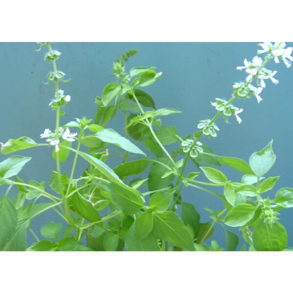 17524 31 Ocimum citriodorum