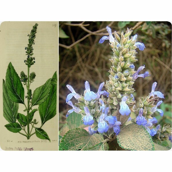 17530 32 31 salvia hispanica