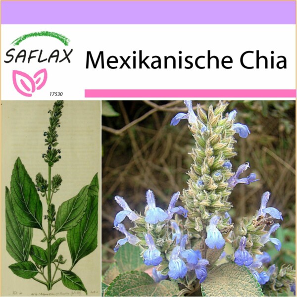 17530 salvia hispanica K VS Q O T DE