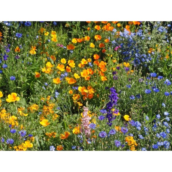 18151 Wildblumen Wildflowers Fleurs sauvages
