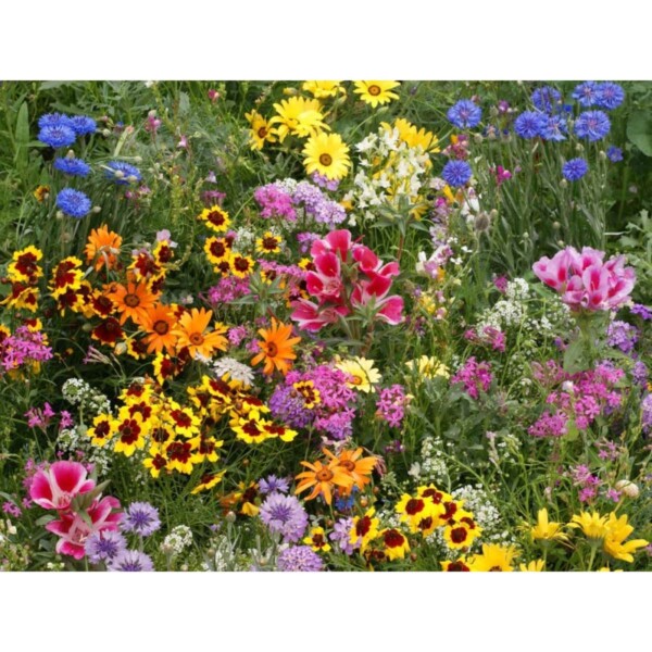 18158 Wildblumen Wildflowers Fleurs sauvages