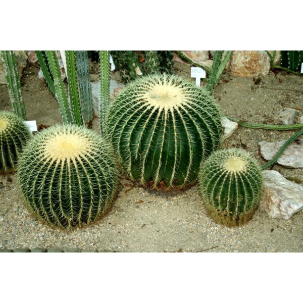 19421 31 Echinocactus grusonii