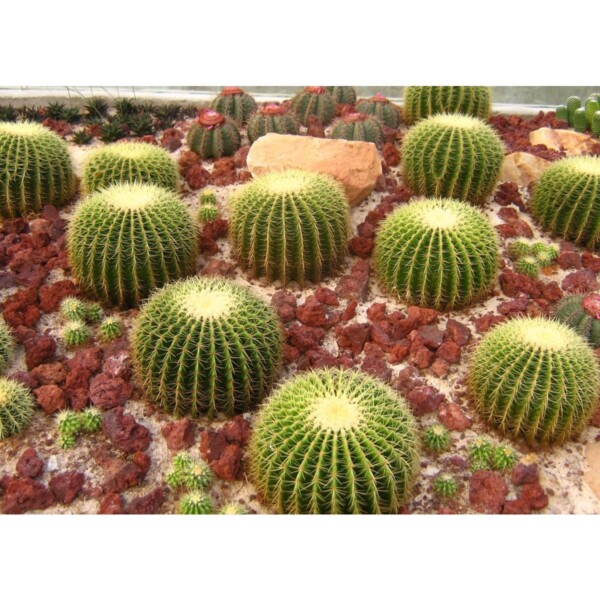 19421 32 Echinocactus grusonii