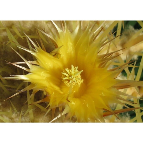 19421 38 Echinocactus grusonii