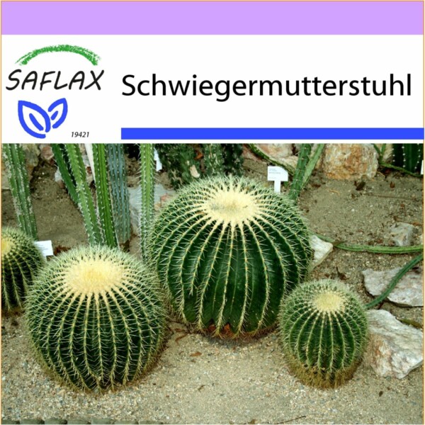 19421 echinocactus grusonii K VS Q O T DE