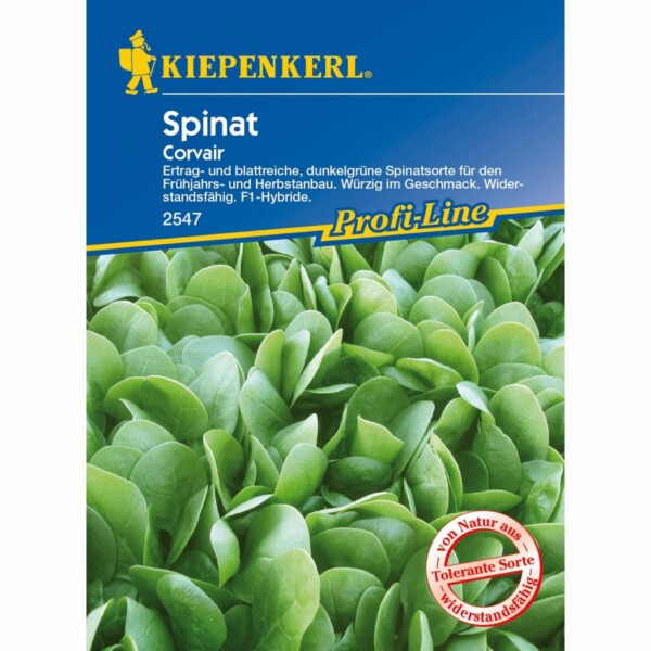 Spinat Corvair ganzjährig