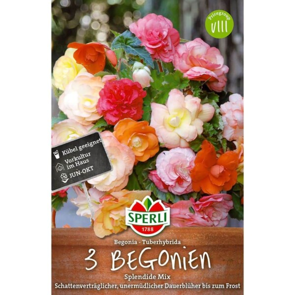Sperli Premium Begonien Splendid Mix