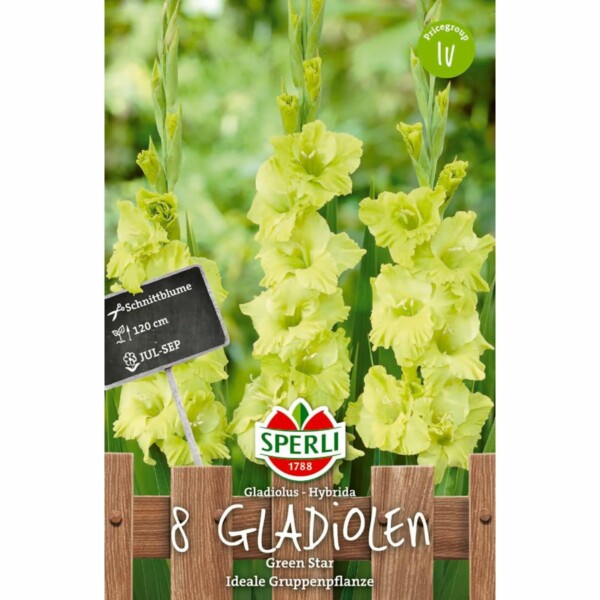 Gladiole Green Star