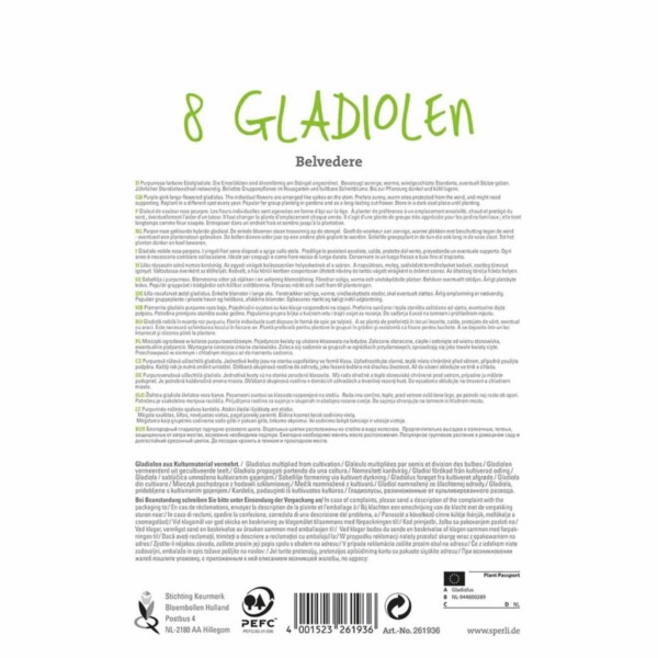 Gladiole Belvedere – Bild 2