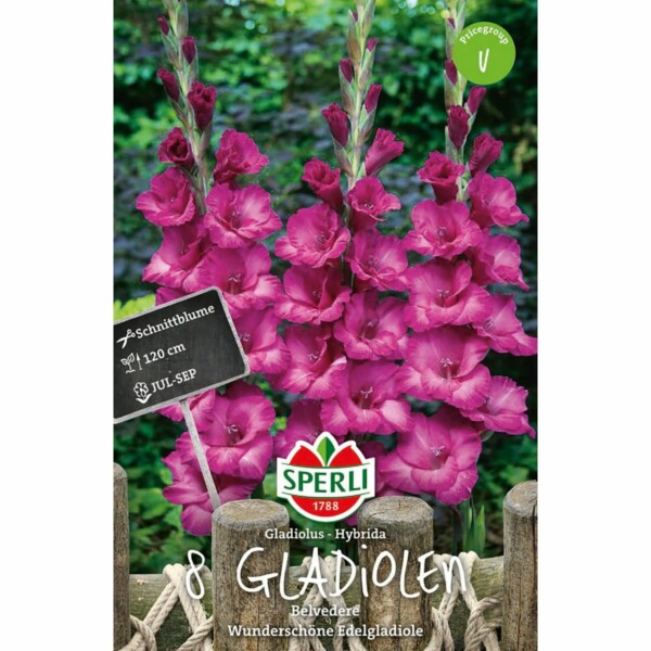 Gladiole Belvedere