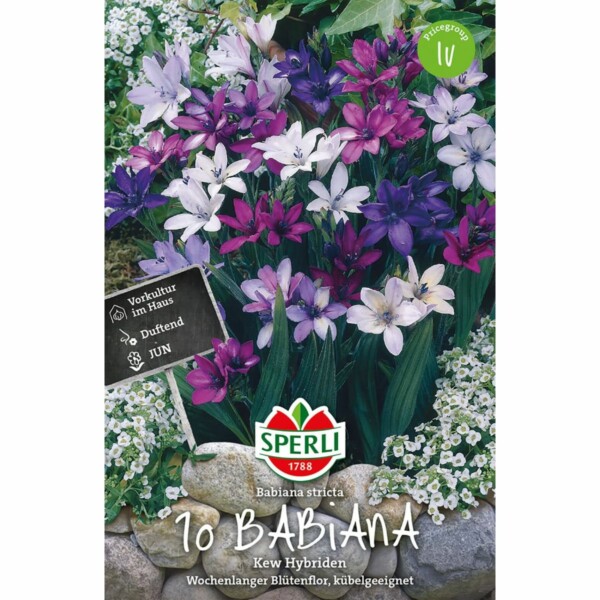 Sperli Babiana Kew Hybriden