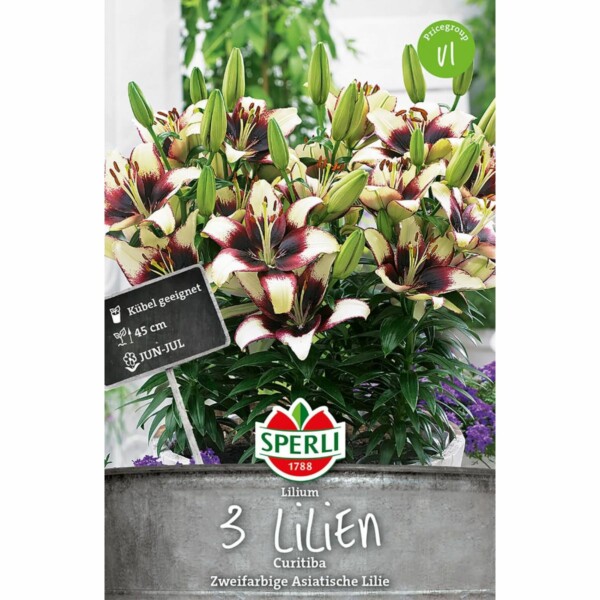 Sperli Lilium Curitiba