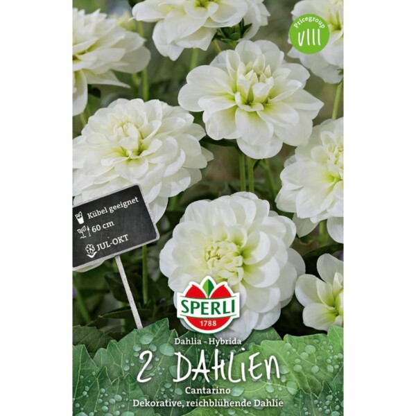 Sperli Dahlie Cantarino