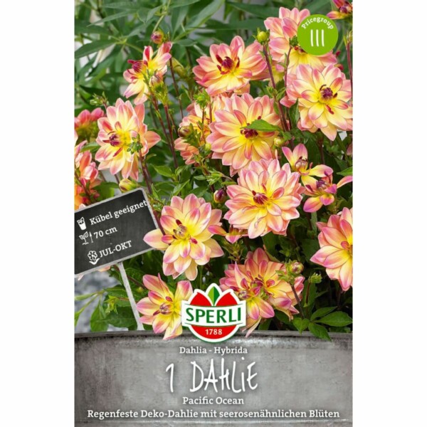 Dahlien 'Pacific Ocean'