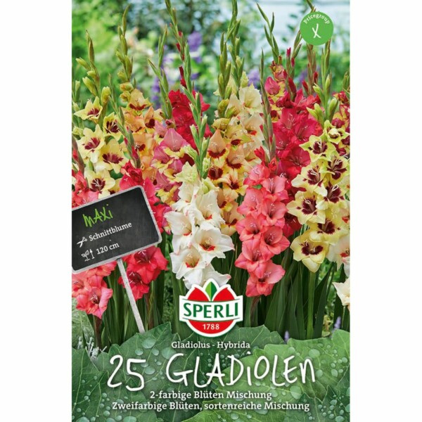 Sperli Maxi Gladiolen 2-farbige-Blüten Mischung