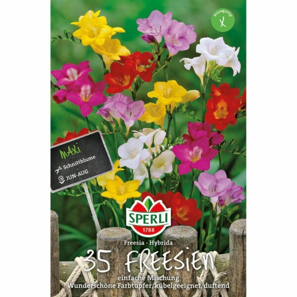Sperli Maxi Freesien einfacher Mix