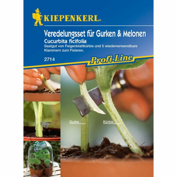 Veredelungsset Feigenblattkürbis plus Klammer