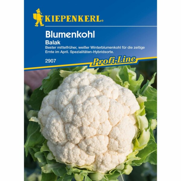 Blumenkohl Balak