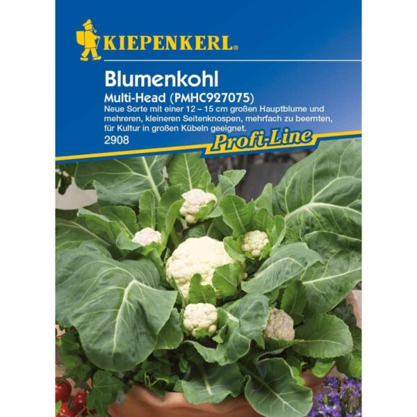 Blumenkohl Multi-Head, F1