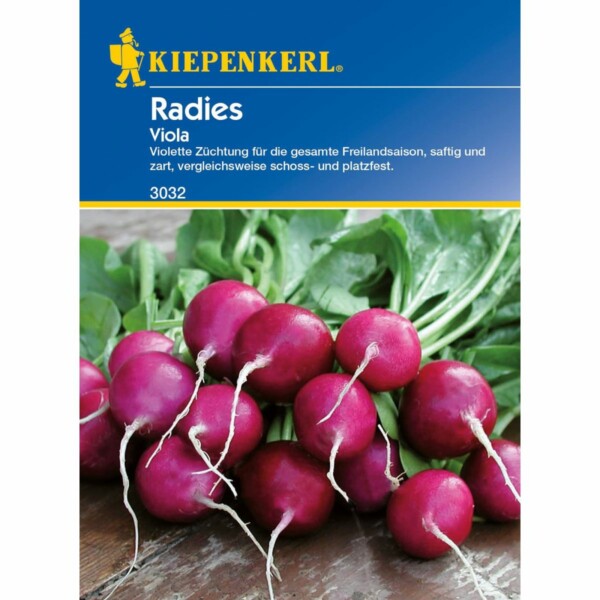 Radieschen Viola