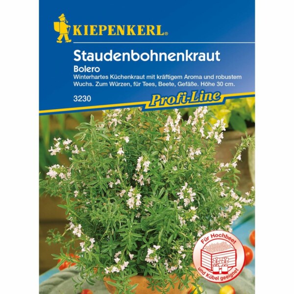 Staudenbohnenkraut Bolero