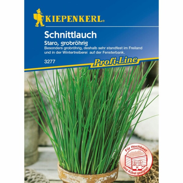 Schnittlauch Staro, grobröhrig