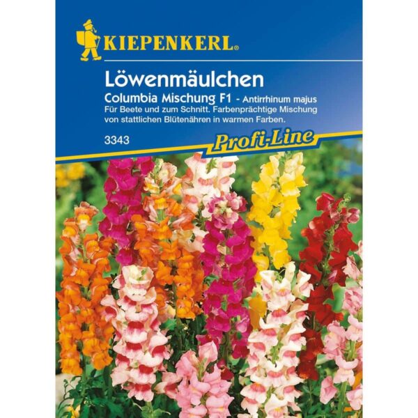 Löwenmäulchen Majus Columbia