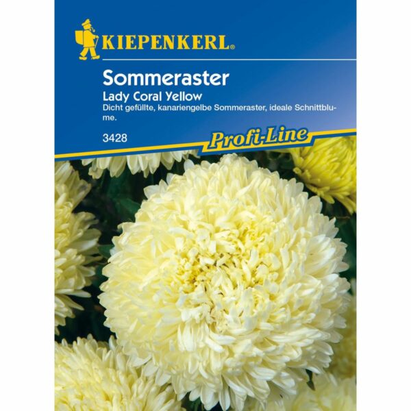 Sommeraster Lady Coral Yellow