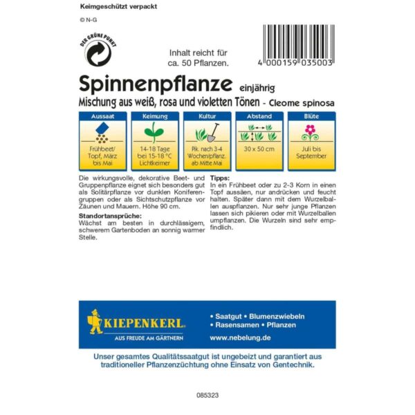 Spinnenpflanze Mischung – Bild 2