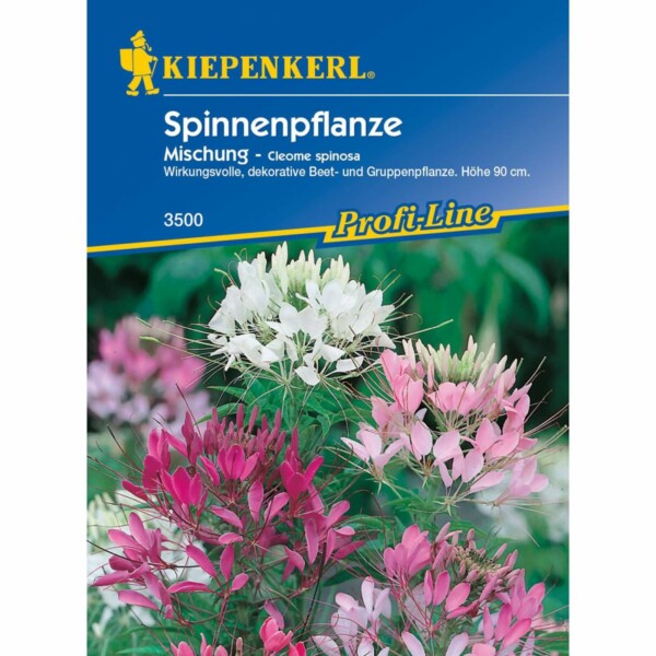 Spinnenpflanze Mischung