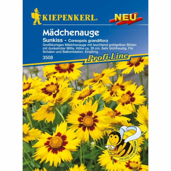 Coreopsis Sunkiss