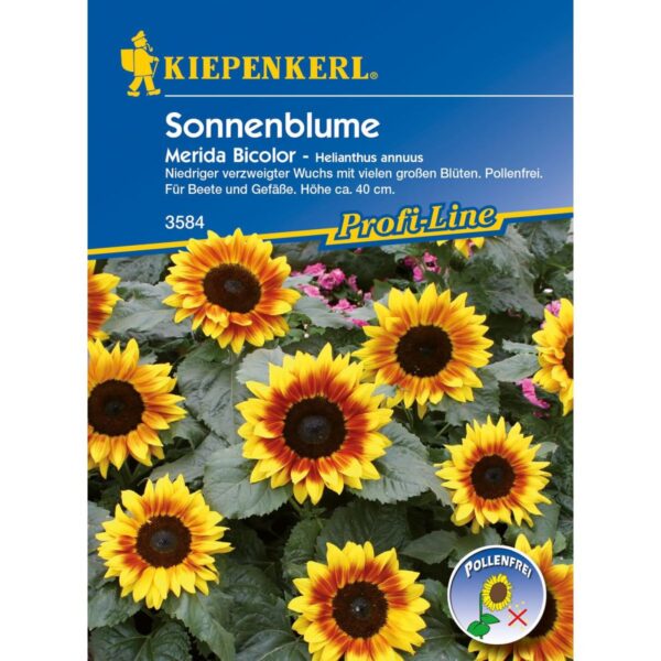 Sonnenblume Merida Bicolor