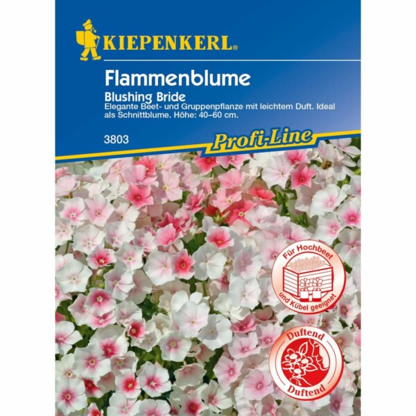 Phlox Blushing Bride