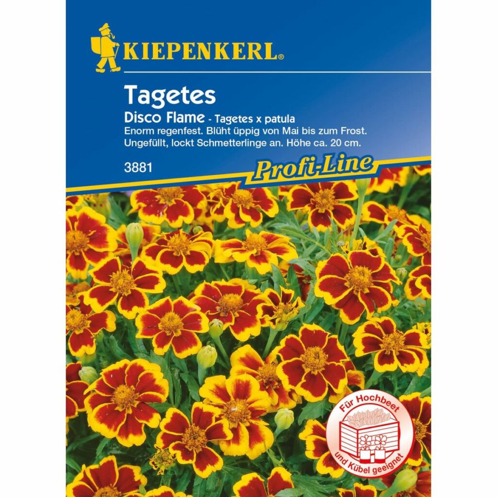 Prächtiges Bärenohr Zulu Prince Von Kiepenkerl Saatgut Shopping