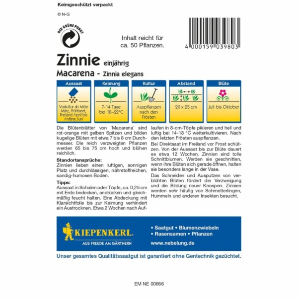 Zinnie Macarena – Bild 2
