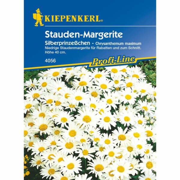 Stauden-Margerite Silberprinzesschen