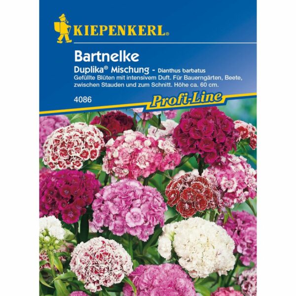 Bartnelken Duplika Mischung