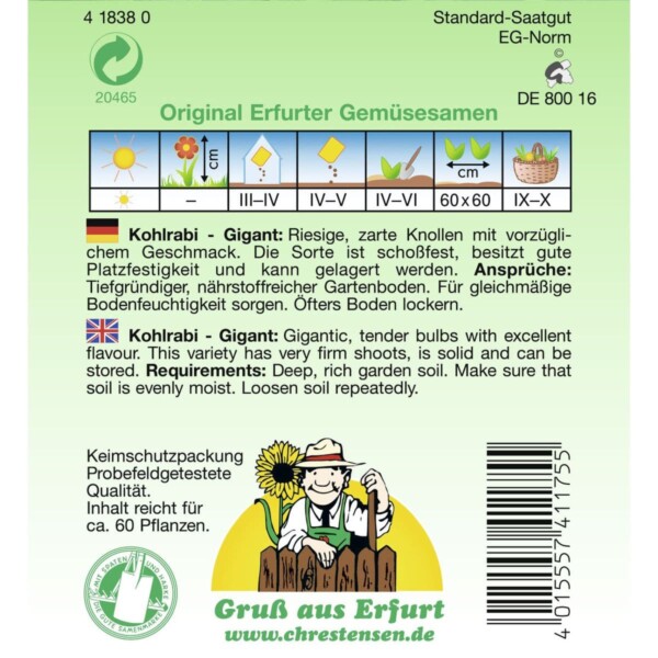Kohlrabi, Gigant, Riesenkohlrabi – Bild 2