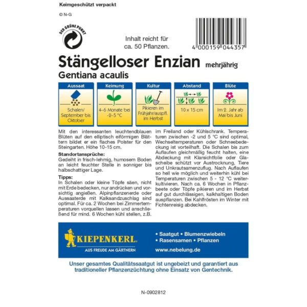 Enzian Stengelwurz – Bild 2