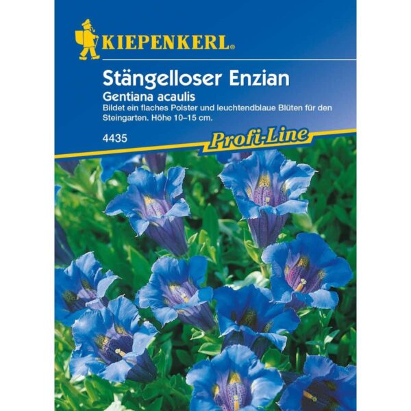 Enzian Stengelwurz